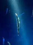 サンシャイン水族館に投稿された画像（2026/8/27）