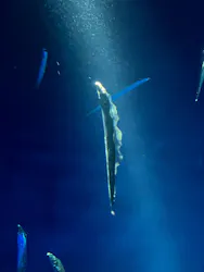 サンシャイン水族館に投稿された画像（2026/8/27）