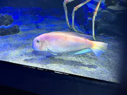 サンシャイン水族館に投稿された画像（2026/8/27）