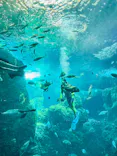 新江ノ島水族館に投稿された画像（2026/8/27）