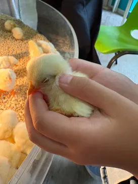 Moff animal cafe iias つくば店に投稿された画像（2026/8/27）