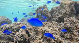 武藤潜水に投稿された画像（2026/8/27）