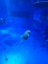 のとじま水族館に投稿された画像（2026/8/27）