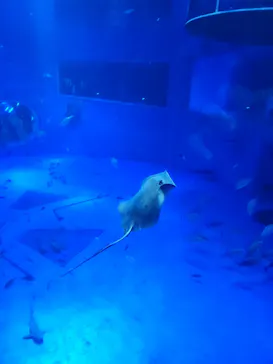 のとじま水族館に投稿された画像（2026/8/27）