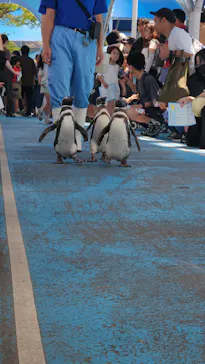 のとじま水族館に投稿された画像（2026/8/27）