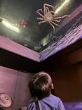 竹島水族館に投稿された画像（2026/8/27）