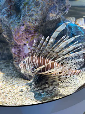 AQUARIUM × ART　atoaに投稿された画像（2026/8/27）