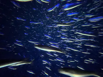 大分マリーンパレス水族館 「うみたまご」に投稿された画像（2026/8/27）