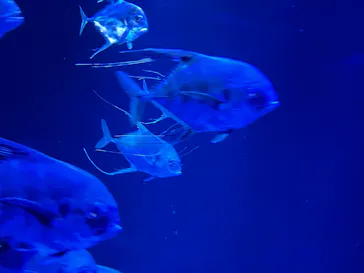 大分マリーンパレス水族館 「うみたまご」に投稿された画像（2026/8/27）