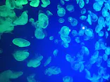 名古屋港水族館に投稿された画像（2026/8/27）