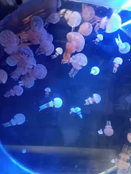 名古屋港水族館に投稿された画像（2026/8/27）