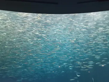 名古屋港水族館に投稿された画像（2026/8/27）