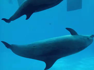 名古屋港水族館に投稿された画像（2026/8/27）