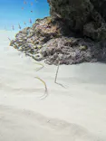 アクアワールド茨城県大洗水族館に投稿された画像（2026/8/27）
