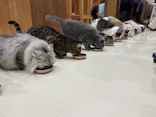 Cat Café MOFF イオンモール木曽川店に投稿された画像（2026/8/27）