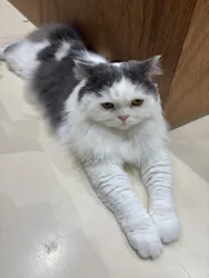Cat Café MOFF イオンモール木曽川店に投稿された画像（2026/8/27）