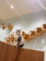 Cat Café MOFF イオンモール木曽川店に投稿された画像（2026/8/27）