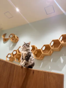 Cat Café MOFF イオンモール木曽川店に投稿された画像（2026/8/27）