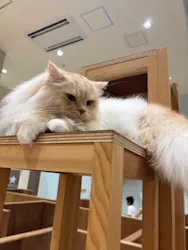 Cat Café MOFF イオンモール木曽川店に投稿された画像（2026/8/27）