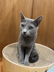 Cat Café MOFF イオンモール木曽川店に投稿された画像（2026/8/27）