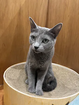 Cat Café MOFF イオンモール木曽川店に投稿された画像（2026/8/27）