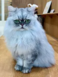 Cat Café MOFF イオンモールナゴヤドーム前店に投稿された画像（2026/8/27）