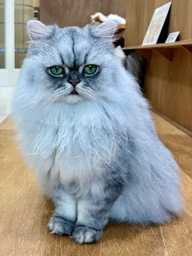 Cat Café MOFF イオンモールナゴヤドーム前店に投稿された画像（2026/8/27）