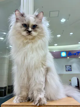 Cat Café MOFF イオンモールナゴヤドーム前店に投稿された画像（2026/8/27）