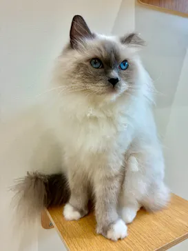 Cat Café MOFF イオンモールナゴヤドーム前店に投稿された画像（2026/8/27）