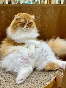 Cat Café MOFF イオンモールナゴヤドーム前店に投稿された画像（2026/8/27）