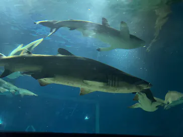 アクアワールド茨城県大洗水族館に投稿された画像（2026/8/27）