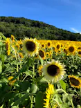 志摩スペイン村パルケエスパーニャに投稿された画像（2026/8/27）