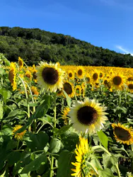 志摩スペイン村パルケエスパーニャに投稿された画像（2026/8/27）