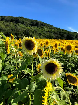 志摩スペイン村パルケエスパーニャに投稿された画像（2026/8/27）