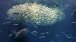 アクアワールド茨城県大洗水族館に投稿された画像（2026/8/27）