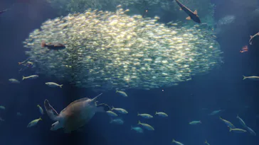 アクアワールド茨城県大洗水族館に投稿された画像（2026/8/27）