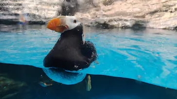 アクアワールド茨城県大洗水族館に投稿された画像（2026/8/27）