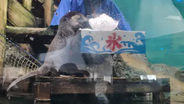 アクアワールド茨城県大洗水族館に投稿された画像（2026/8/27）