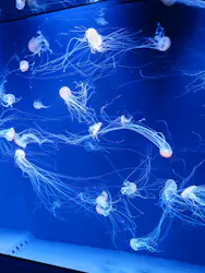 サンシャイン水族館に投稿された画像（2026/8/27）