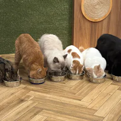 猫カフェモカ　大阪心斎橋店に投稿された画像（2026/8/27）