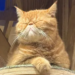 猫カフェモカ　大阪心斎橋店に投稿された画像（2026/8/27）