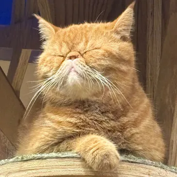 猫カフェモカ　大阪心斎橋店に投稿された画像（2026/8/27）
