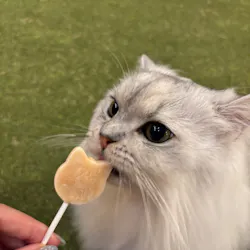 猫カフェモカ　大阪心斎橋店に投稿された画像（2026/8/27）