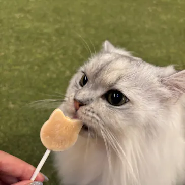 猫カフェモカ　大阪心斎橋店に投稿された画像（2026/8/27）