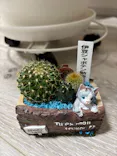 伊豆シャボテン動物公園に投稿された画像（2026/8/27）