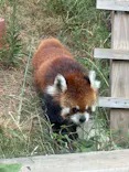 天王寺動物園に投稿された画像（2026/8/27）