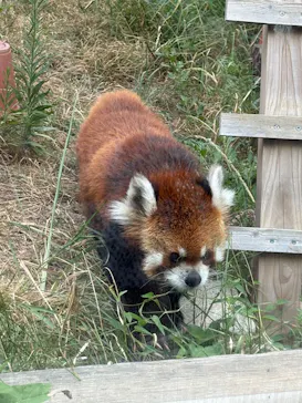 天王寺動物園に投稿された画像（2026/8/27）