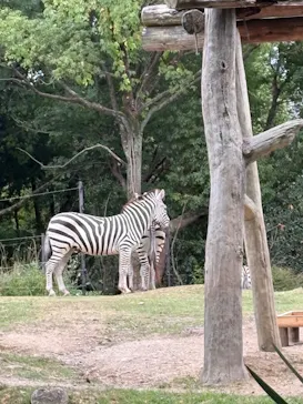 天王寺動物園に投稿された画像（2026/8/27）