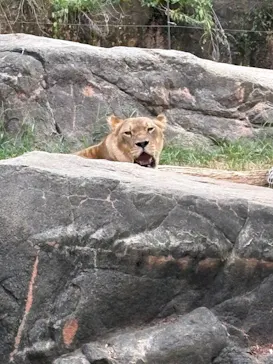 天王寺動物園に投稿された画像（2026/8/27）