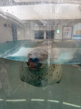 京都水族館に投稿された画像（2026/8/27）